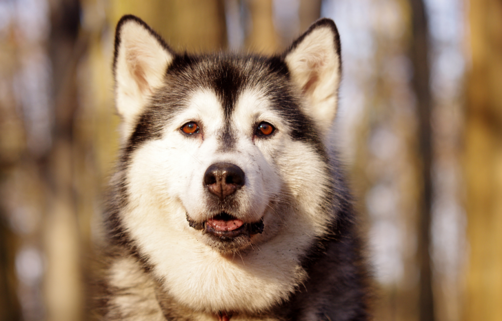 denali for families, sled dog demonstration